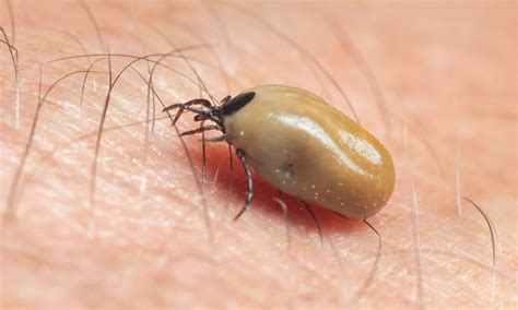 Ticks in South Carolina - WikiPoint - Wiki Point