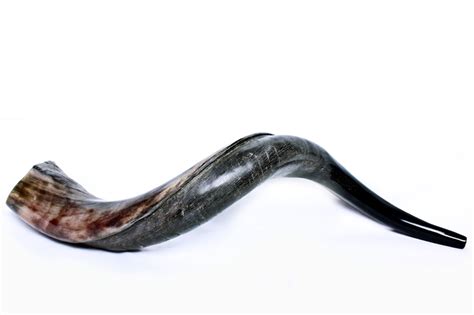 Buy Yemenite Shofar Horn (19-23 Inch) | Israel-Catalog.com