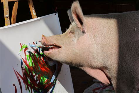 Pigcasso the painter