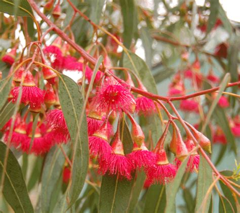 Red Flowering Yellow Gum (Eucalyptus Leucoxylon Rosea)