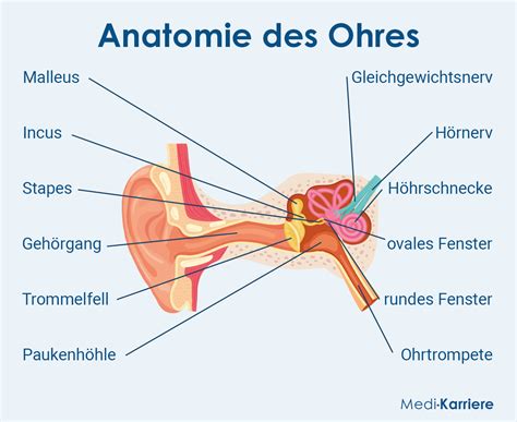 Ohr: Aufbau, Anatomie und Funktion | Medi-Karriere