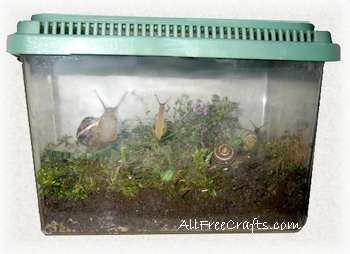 How to Keep Pet Garden Snails