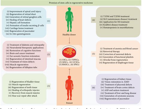 Figure 1 from Stem Cells Applications in Regenerative Medicine and Disease Therapeutics ...