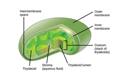 Struktur Kloroplas: Pengertian, Fungsi, dan Cara Kerjanya – Gramedia ...