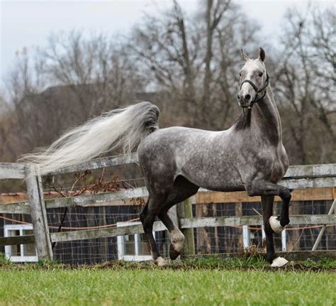 The American Saddlebred: 7/19/14 Glorious Grays Part 3, Stallions