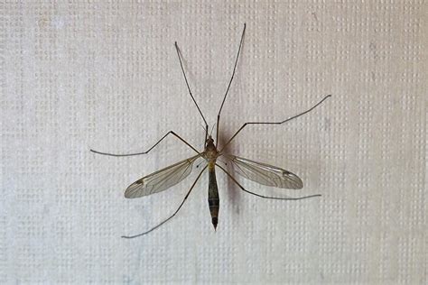 A Mosquito Hawk Isn't Actually a Mosquito at All