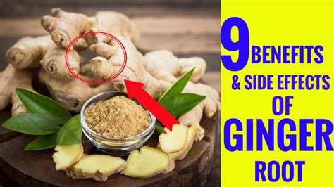 Black Ginger Side Effects : Side effects of ginger - HealthyLife | WeRIndia : Ginger (african ...