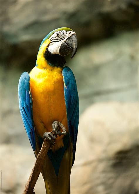 "The Magnificent Colours Of The Tropical Macaw Bird" by Stocksy ...