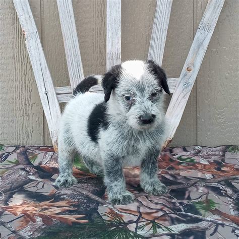 Blue Heeler Poodle Mix