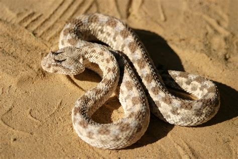 Horned Viper - Earth.com