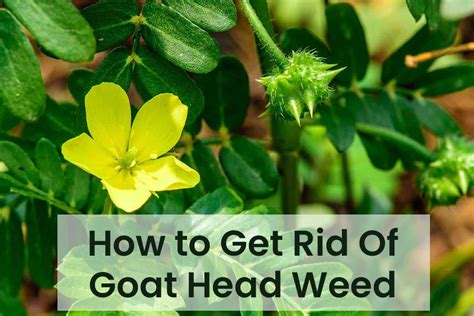 How to Get Rid of Goat Heads Naturally or Chemically? - EmbraceGardening