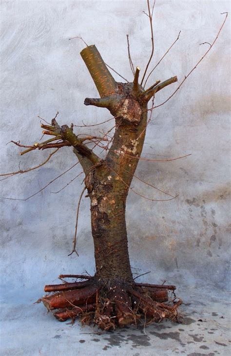 Harvesting Another Chinese Elm | Bonsai South