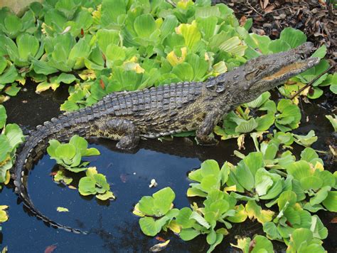 Nile Crocodiles Found Near Miami, Researchers Confirm | NCPR News