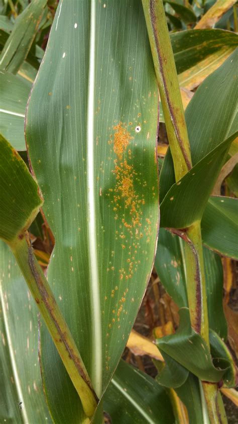 Foliar Diseases and Fungicide Applications in Corn - UT Crops News