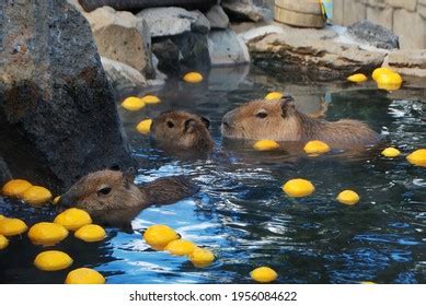 Capybara That Feels Good Hot Springs Stock Photo 1956084622 | Shutterstock