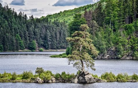 European tree of the year 2020