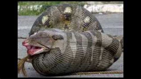 Largest Snake In The World Found Alive