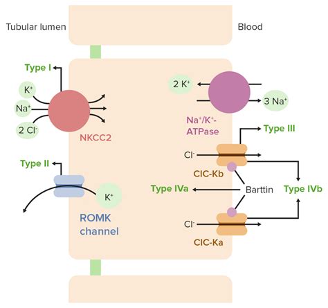 Bartter Syndrome Types