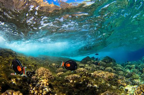 The 5 Best Maui Snorkeling Tours of 2022