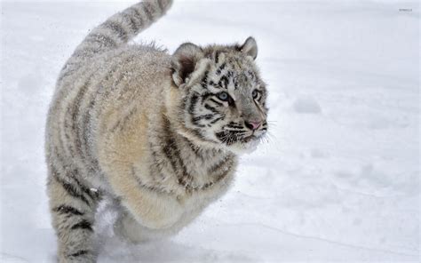 White Tiger Cubs Wallpaper (57+ images)