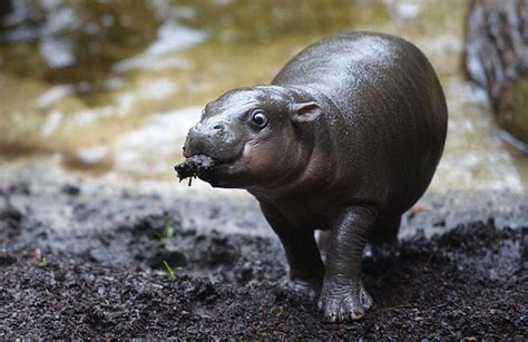 Baby hippopotamuses are the best babies | IGN Boards