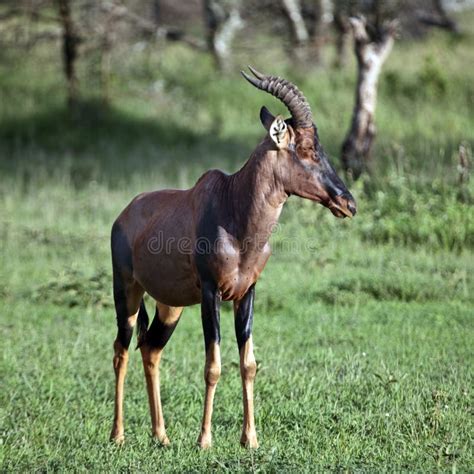 Antelope topi stock image. Image of antilopinae, lunatus - 14690207