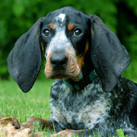 Pin on Hounds and hunting dogs, bluetick coonhounds, bear hunting