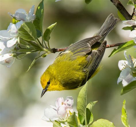 Blue-winged Warbler | Magic Hedge | Birding