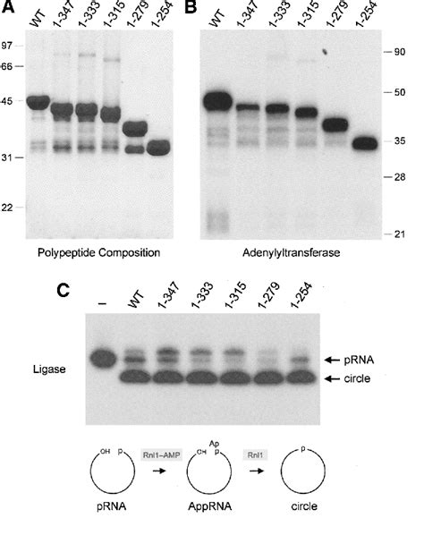 Figure 2 from The C-terminal domain of T4 RNA ligase 1 confers specificity for tRNA repair ...