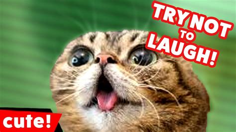 Youtube Try Not To Laugh Cats Outlet | bellvalefarms.com