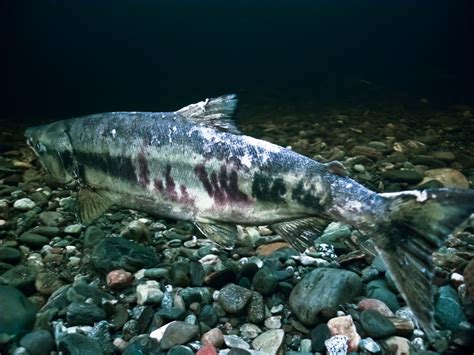 Chum salmon • Oncorhynchus keta - Biodiversity of the Central Coast