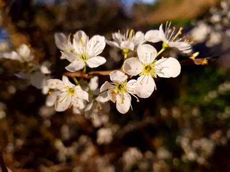 Spring blossom | John | Flickr