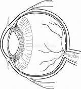 Ocular Anatomy Coloring Pages sketch template