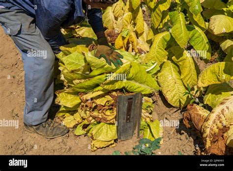 Harvesting tobacco leaves hi-res stock photography and images - Alamy