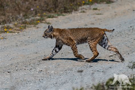 Point Reyes Wildlife - Fascination Wildlife