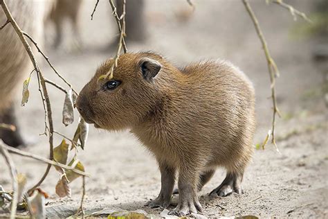 Por que a capivara é considerada o animal mais amigável do mundo? - Meus Animais