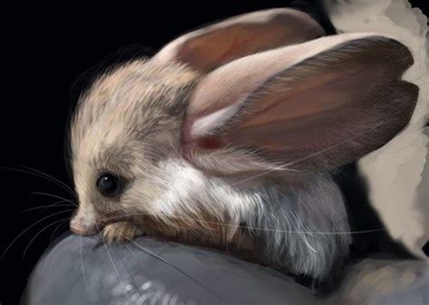 Cute and Funny Long-Eared Jerboa