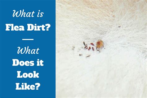 What Is Flea Dirt, What Does It Look Like And How To Remove It | Info Cafe