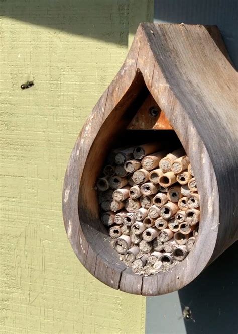 Mason Bees, pollination heroes of a cold, damp spring | LaptrinhX / News