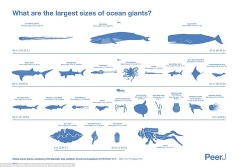 Why the giant squid isn't as big as you think: Infographic reveals the actual size of the sea's ...