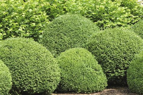 Boxwood Bush Types – What Are Some Good Buxus Varieties To Grow