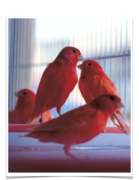 Buy Red Factor Canary Online Novan Bird's For Sale