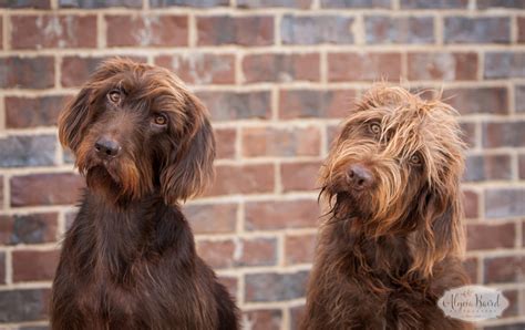 Pudelpointer | Pudelpointer Breeders | Lone Pine Pudelpointers