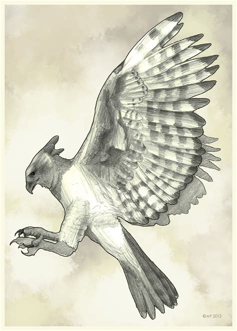 Harpy Eagle Drawing at GetDrawings | Free download