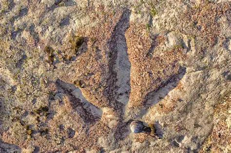 SDM Broome Dinosaur Footprints 02120805 - GoRV