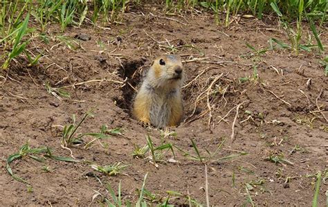 The Best Way To Get Rid Of A Gopher Problem In Your Phoenix Yard