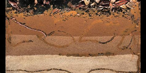 B is for Bioturbation | The Big Raise