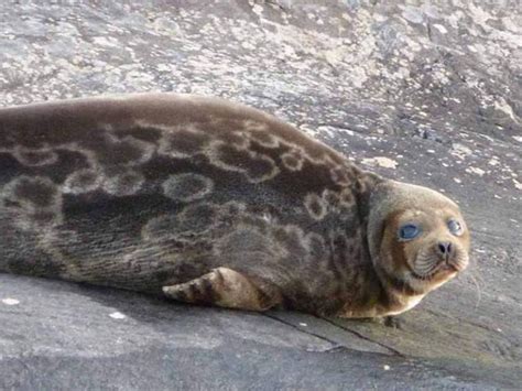 Lake Saimaa & the Saimaa Ringed Seal in Finland - Nature Travels Blog