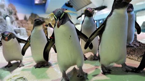 Penguins Tour Shedd Aquarium Video | Mental Floss