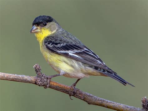 NestWatch | Lesser Goldfinch - NestWatch